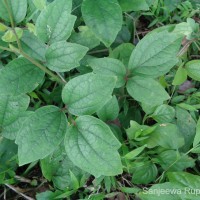 Clematis zeylanica (L.) Poir.